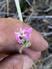 Silene verecunda
