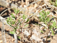Hazardia squarrosa grindelioides