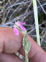 Silene verecunda