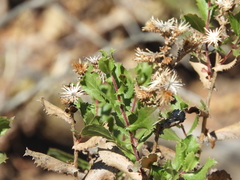 Hazardia squarrosa grindelioides
