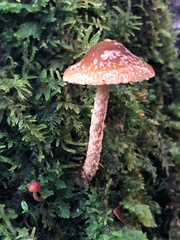 Hypholoma brunneum