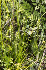 Platanthera flava herbiola