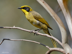 Lichenostomus melanops