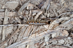 Thereuopoda clunifera