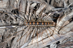 Thereuopoda clunifera