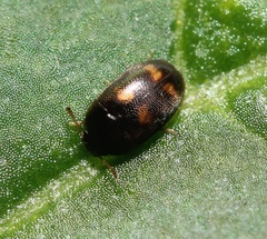 Litargus tetraspilotus