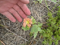 Sphaeralcea lindheimeri