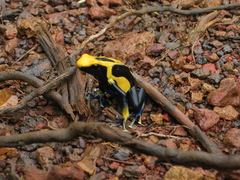 Dendrobates tinctorius