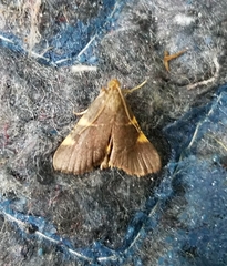 Hypsopygia binodulalis