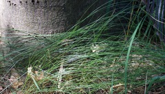 Divisae