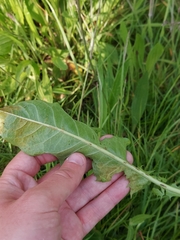 Synchytrium taraxaci