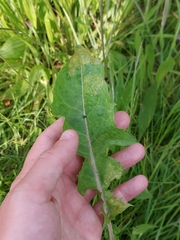 Synchytrium taraxaci