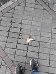 Pseudobombax grandiflorum