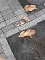 Pseudobombax grandiflorum