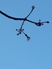 Pseudobombax grandiflorum