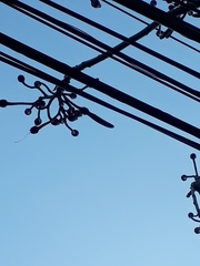 Pseudobombax grandiflorum