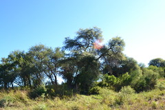 Prosopis chilensis