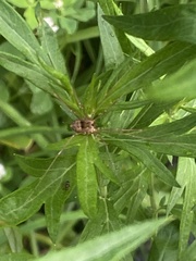 Leiobunum calcar
