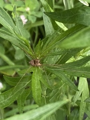 Leiobunum calcar