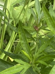 Leiobunum calcar