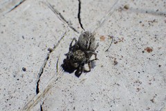 Pellenes peninsularis