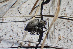 Pellenes peninsularis