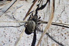 Pellenes peninsularis