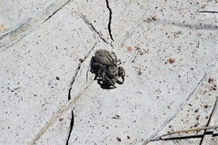 Pellenes peninsularis