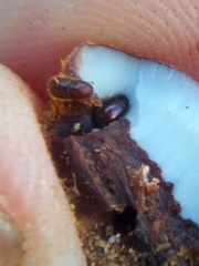 Coccotrypes dactyliperda