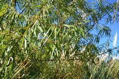 Salix argentinensis