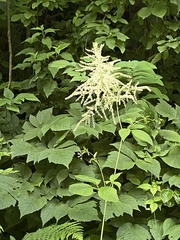 Astilbe biternata