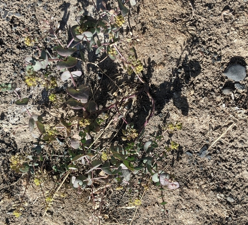 Clasping pepperweed (Lepidium perfoliatum)