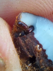 Coccotrypes dactyliperda