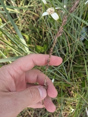 Eragrostis secundiflora