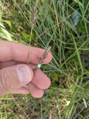 Eragrostis secundiflora