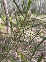 Acacia elongata