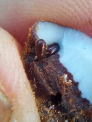 Coccotrypes dactyliperda