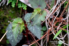 Begonia gracilis