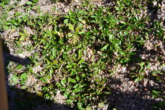 Ludwigia grandiflora grandiflora