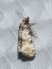 Platphalonidia lavana