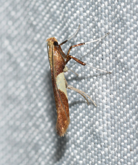 Caloptilia packardella