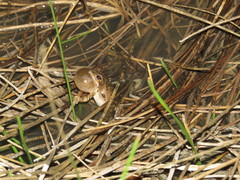 Pseudacris streckeri