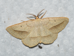 Euchlaena irraria