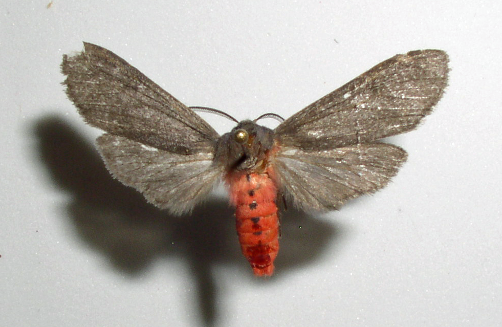 Euchaetes polingi