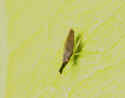 Common Flathorn Plant Bug photo 3