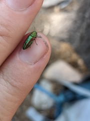 Chrysophana placida