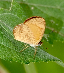 Tegosa anieta luka