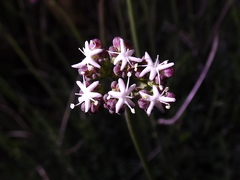 Valeriana ceratophylla