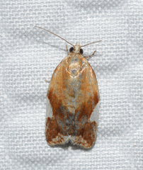 Clepsis persicana