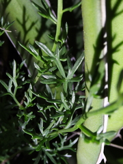 Valeriana ceratophylla